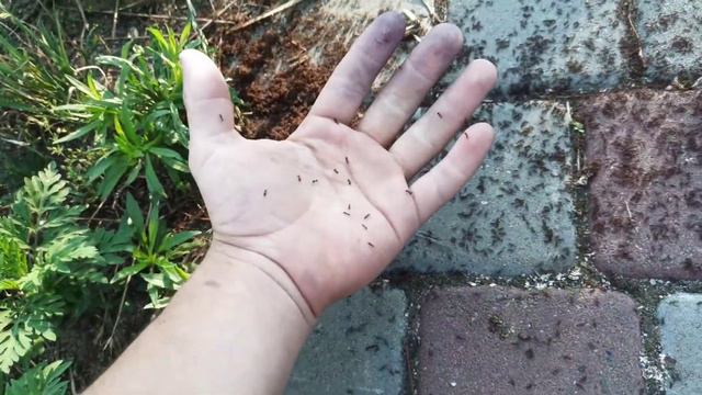 МАТКА ГИГАНТ | Поиск маток Camponotus herculeanus. смотреть онлайн