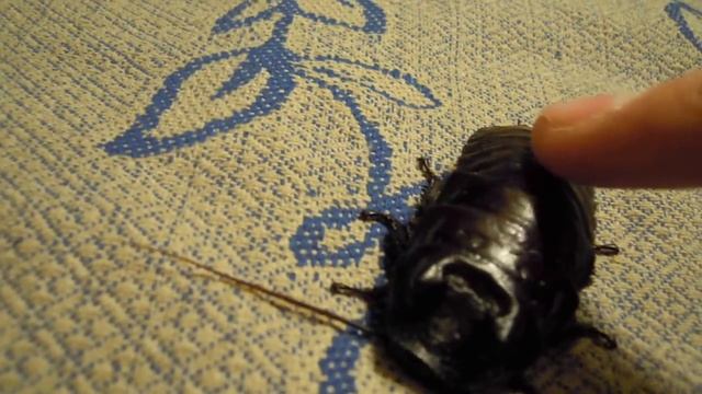 ПРИКОЛ!!! вот он какой Мадагаскарский Шипящий Таракан!!! смотреть онлайн