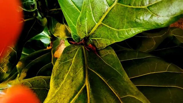 UPDATE Fiddle Leaf Fig Tree Part 009 | Ficus Lyrata 01 | Plant Vlog 045 смотреть онлайн