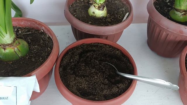 ¿CÓMO ABONAR CON HUMUS DE LOMBRIZ? смотреть онлайн
