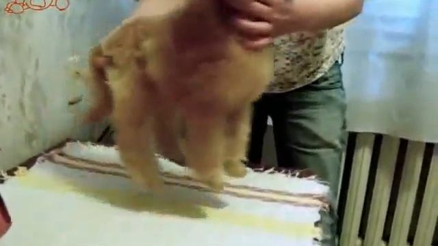 Щенки карликового абрикосового пуделя. Питомник Чиллипеппер'с. Isabella смотреть онлайн