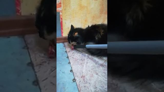 Кошка смешно ест мясо смотреть онлайн