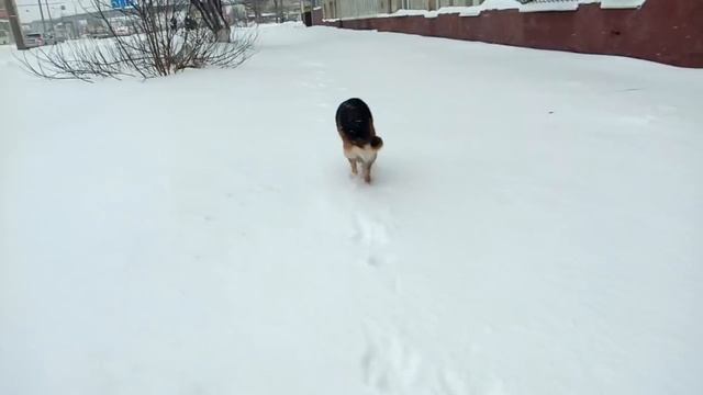 8 лет собаке))) смотреть онлайн