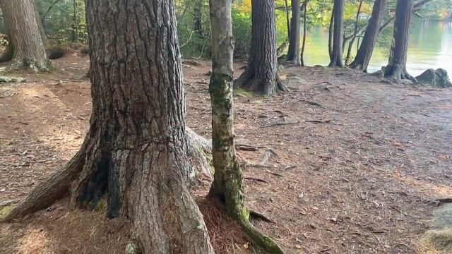 "Когда моей души заветная струна", Слава Гауфберг/"When the sounds of my soul..." by Slava Gaufber смотреть онлайн