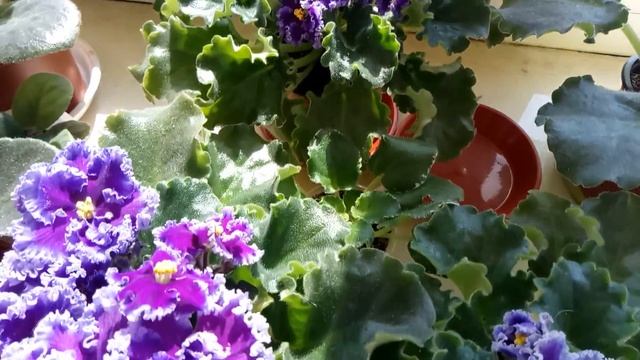 ФИАЛКА ФЕЯ, РАЗНЫЕ ЦВЕТЕНИЯ смотреть онлайн