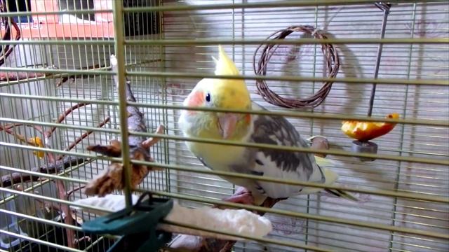 Попугай Боня хандрит и не выходит гулять. смотреть онлайн