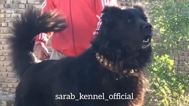✔️ Ashil, an aggressive Sarabi dog | Iranian mastiff | Read the description for contact смотреть онлайн