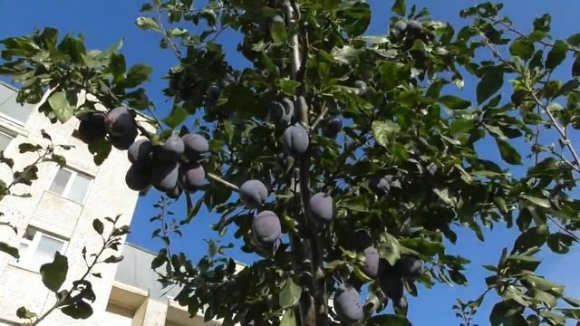 Слива Стенлей - урожай и обрезка, есть ли связь между этим? смотреть онлайн