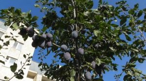 Слива Стенлей - урожай и обрезка, есть ли связь между этим?