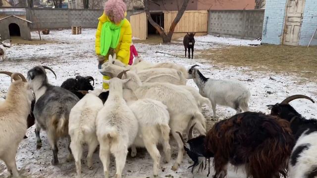 Ферма в 5 минутах от Киева. Столичные козы. Самое полезное молоко. Обзор Фермы Пушистый Клюв