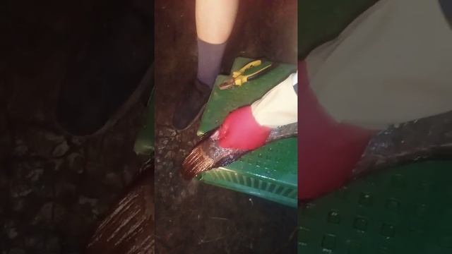 Как правильно чистить змейголову рыбу смотреть онлайн