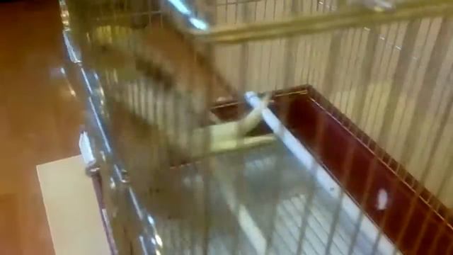 попугай дурак