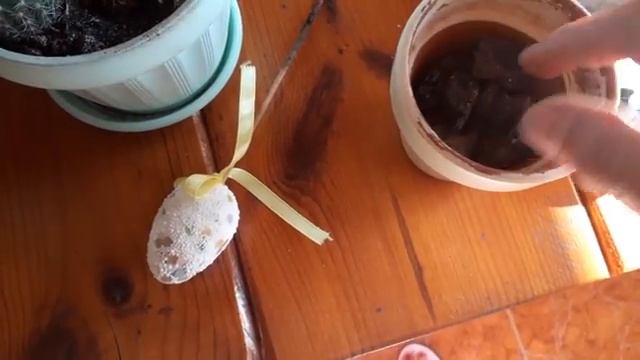 "Кактусы - ЛЮБИМАЯ КОЛЮЧКА" смотреть онлайн