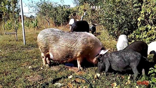 Поросята пасутся на выгуле с мамой и папой смотреть онлайн