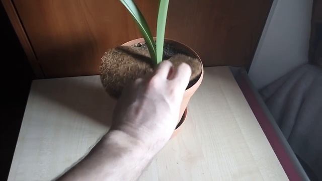 Кокосовый круг приствольный смотреть онлайн