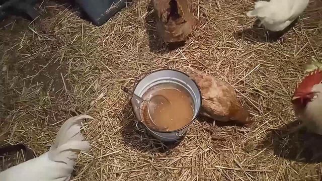 Ферментированный корм для кур заменяет дрожжевание и витамины. смотреть онлайн