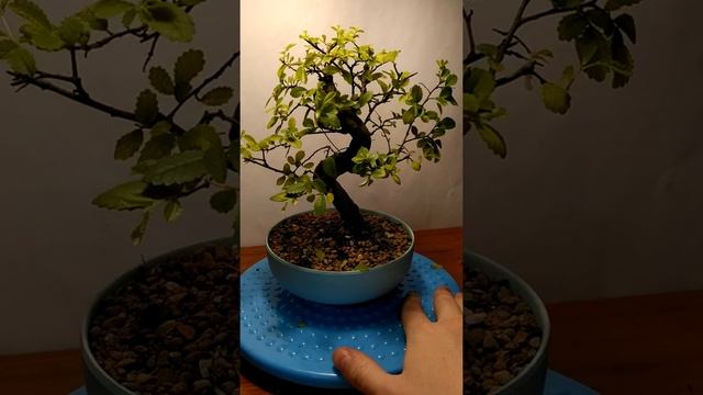 Что делать с только что купленным бонсай? Часть 2 смотреть онлайн