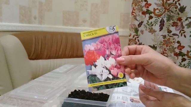 Сажаем семена цикламенов смотреть онлайн