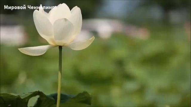 Открылся портал Зимнего Солнцестояния смотреть онлайн
