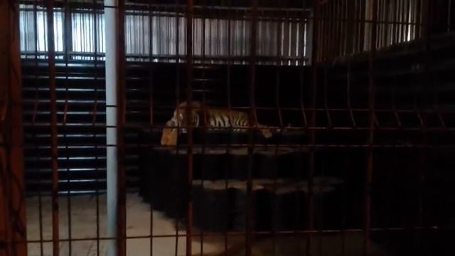 Тигр Барсик )) смотреть онлайн