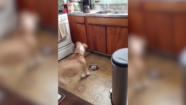 пес требует еду смотреть онлайн