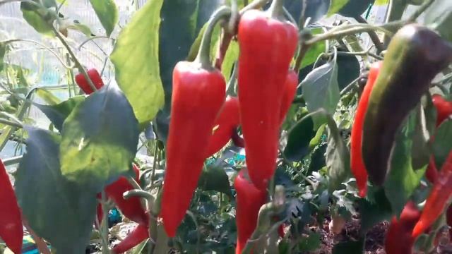 Со стола – сразу на СЕМЕНА! Сладкий перец РАМИРО! ТопСад смотреть онлайн