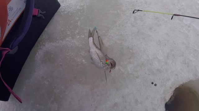 Ловля ельца со льда в апреле в пургу. Окуни на блесну. Рабочая техника игры мормышки на течении смотреть онлайн