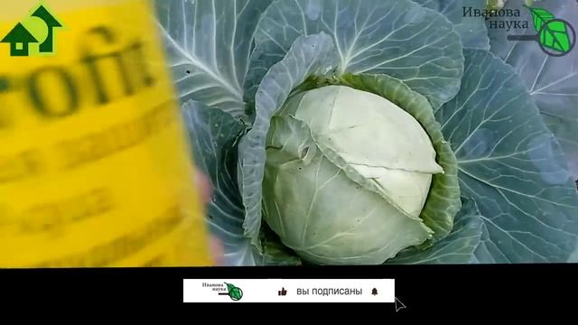 ГУСЕНИЧКИ и БЛОШКИ ГРАДОМ СЛЕТАЮТ С ЛИСТЬЕВ! Подкормка капусты в конце лета с двойным эффектом. смотреть онлайн