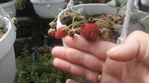 Земляника ампельная «Руби Энн» : малыши, а вся в ягодках.