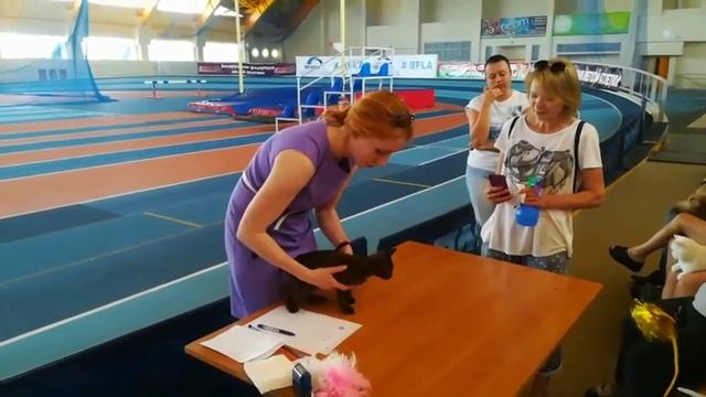 Европейская бурма #бурма #котики #котята #бурманскиекотята смотреть онлайн