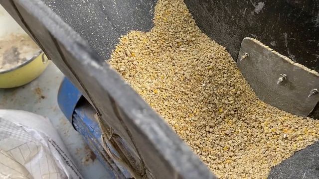 Как измельчить корм для перепелят//Способ для измельчения корма для суточных перепелов смотреть онлайн