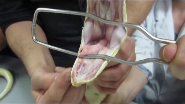 Intérieur de la bouche d'un python смотреть онлайн