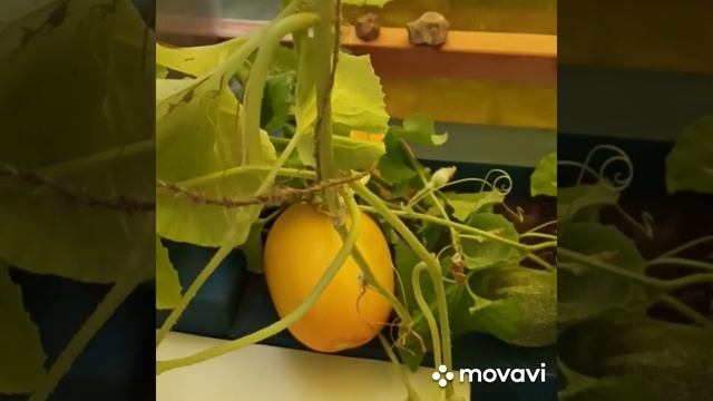 Сорт дыньки "Серëжкина любовь". Кировская область, 4 сентября 2022г смотреть онлайн