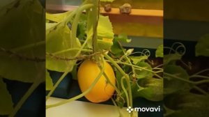 Сорт дыньки «Серëжкина любовь». Кировская область, 4 сентября 2022г