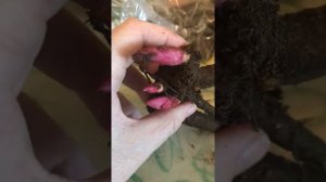 Замачивание корня пиона в фитоспорине перед посадкой в горшок