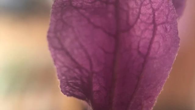 Spanish Lavender, Lavandula stoechas, Lamiaceae смотреть онлайн