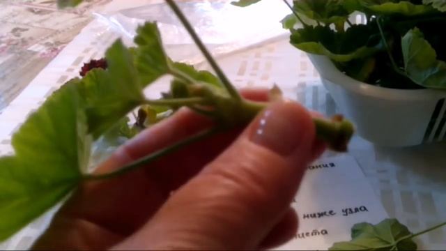 Садовую герань готовим к весне смотреть онлайн