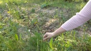 Мать - и - мачеха и одуванчики