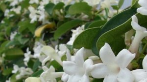 Почему стефанотис не цветет.