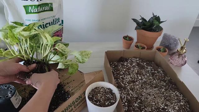 Repotting my Wishlist Plant, Marble Queen Pothos!!! 🪴 смотреть онлайн