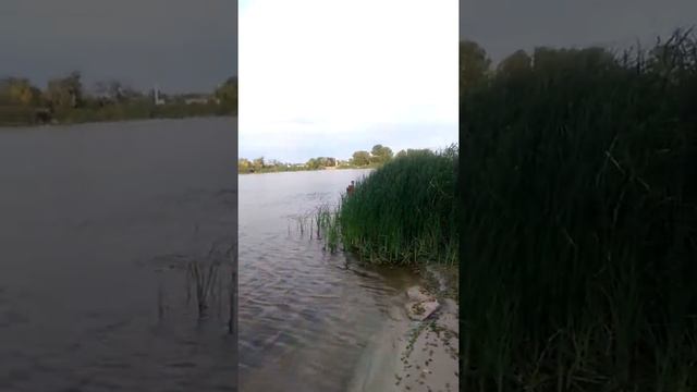 Морж смотреть онлайн