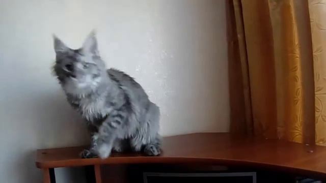 Кошка Мейн Кун Ванда играет смотреть онлайн