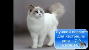 В каком возрасте можно кастрировать кота?