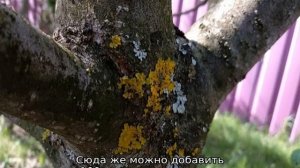 Лишайник на яблоне (как избавиться)