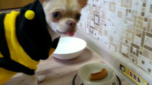 Макар чихуахуа суперпес! Пчелопёс спасает птенчика! Супергерой против злодея Говорящая собака блоге смотреть онлайн