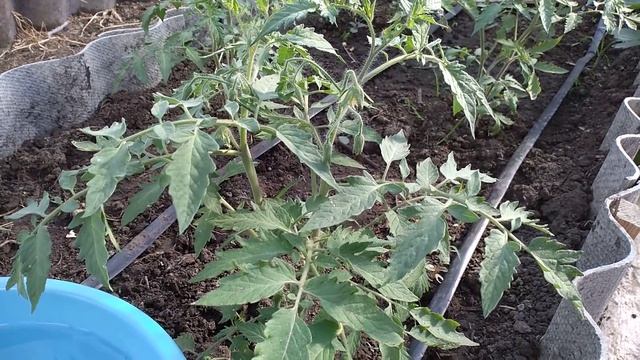 Помидоры завалют плодами, подкормите этим во время цветения смотреть онлайн