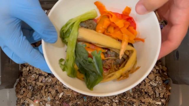 When is a worm bin too dry? | Vermicompost Worm Farm смотреть онлайн