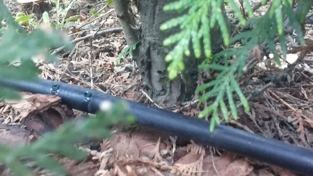 Капельный полив живой изгороди смотреть онлайн
