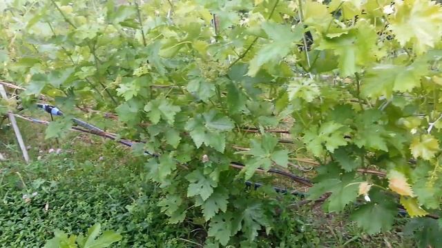 Садим виноград с умом.