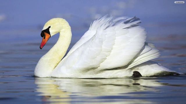 Le Cygne flute cover смотреть онлайн